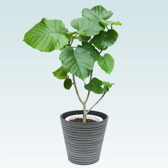 ウンベラータ(エコフレンドリーポット付)　Mサイズ 横から