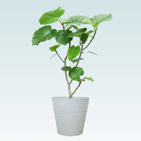 ウンベラータ(エコフレンドリーポット付)　Mサイズ　ホワイト