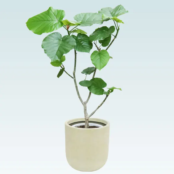 ウンベラータ(Uポット型、グラスファイバー製鉢カバー付)　Mサイズ5