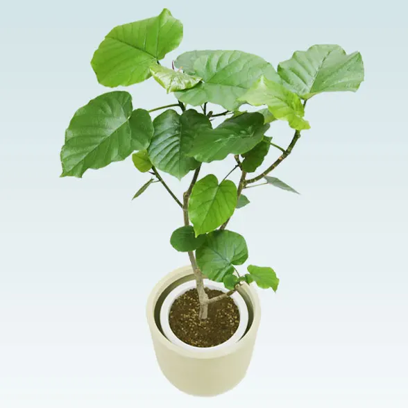 ウンベラータ(Uポット型、グラスファイバー製鉢カバー付)　Mサイズ6