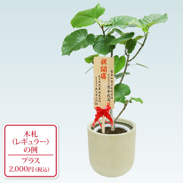 ウンベラータ(Uポット型、グラスファイバー製鉢カバー付)　Mサイズ9