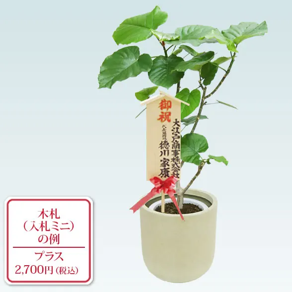 ウンベラータ(Uポット型、グラスファイバー製鉢カバー付)　Mサイズ10