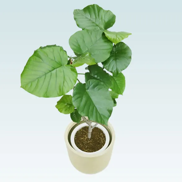 ウンベラータ(Uポット型、グラスファイバー製鉢カバー付)　Mサイズ18