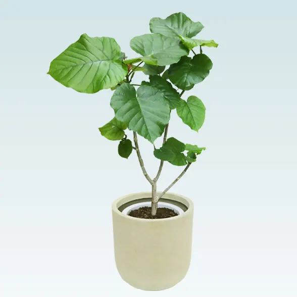 ウンベラータ(Uポット型、グラスファイバー製鉢カバー付)　Mサイズ30