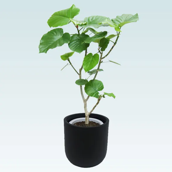 ウンベラータ(Uポット型、グラスファイバー製鉢カバー付)　Mサイズ1