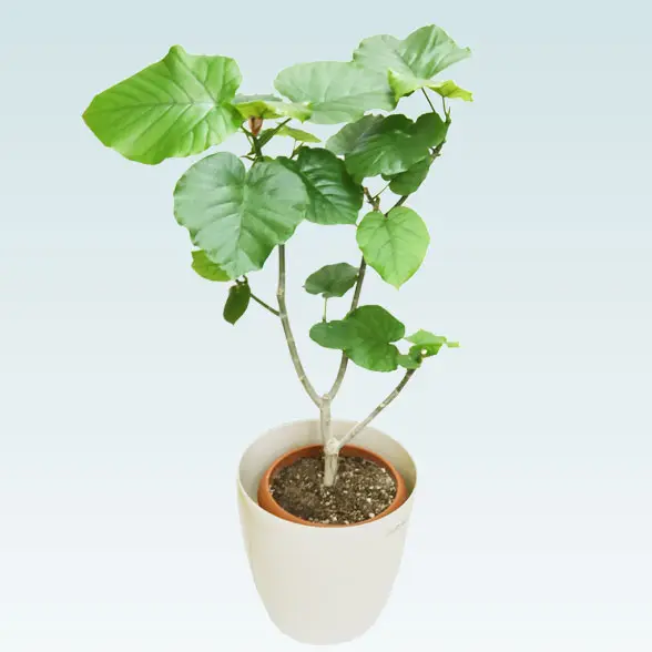 ウンベラータ(ラスターポット付)　Mサイズ5