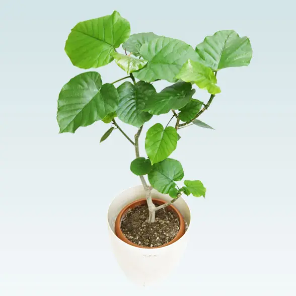 ウンベラータ(ラスターポット付)　Mサイズ6