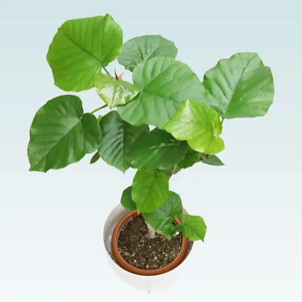 ウンベラータ(ラスターポット付)　Mサイズ8