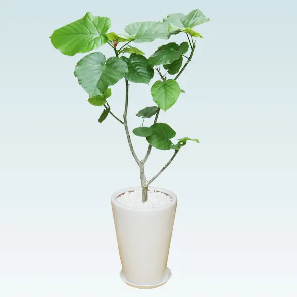 ウンベラータ(陶器鉢植込み、ラウンドタイプ白色)5