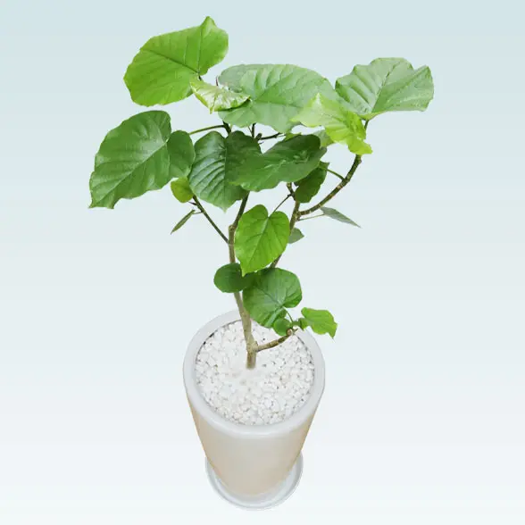 ウンベラータ(陶器鉢植込み、ラウンドタイプ白色)6