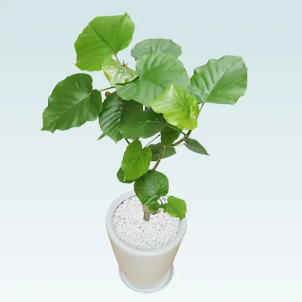 ウンベラータ(陶器鉢植込み、ラウンドタイプ白色)8