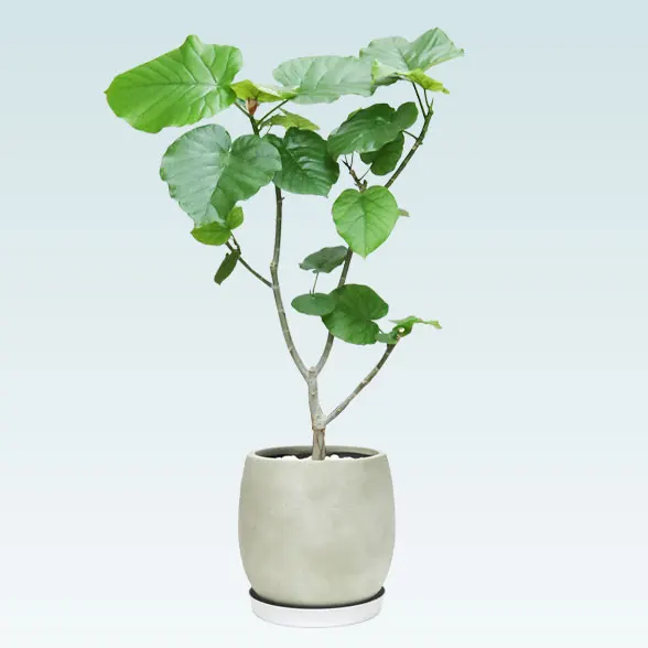 ウンベラータ(グラスファイバー製鉢植込み、バルーン型)5