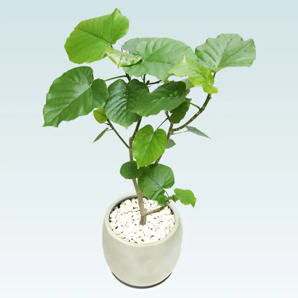 ウンベラータ(グラスファイバー製鉢植込み、バルーン型)6