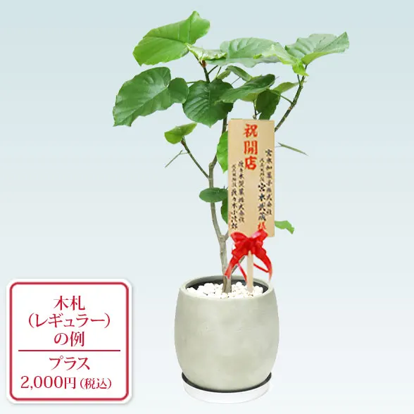 ウンベラータ(グラスファイバー製鉢植込み、バルーン型)9