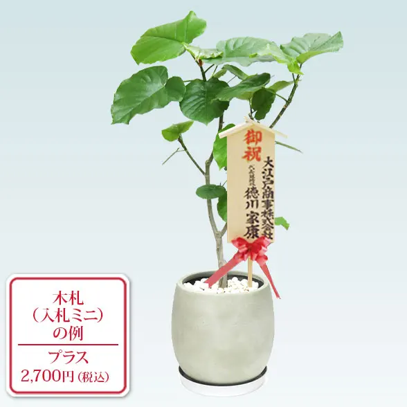 ウンベラータ(グラスファイバー製鉢植込み、バルーン型)10