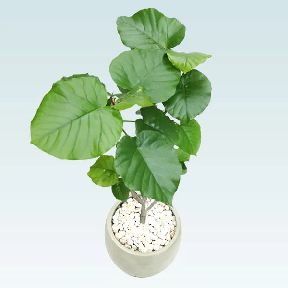 ウンベラータ(グラスファイバー製鉢植込み、バルーン型)18