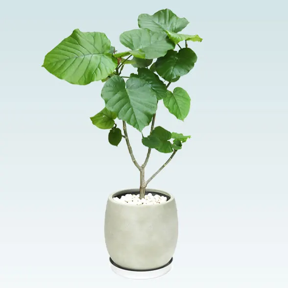 ウンベラータ(グラスファイバー製鉢植込み、バルーン型)30