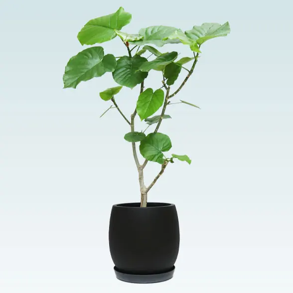 ウンベラータ(グラスファイバー製鉢植込み、バルーン型)２１