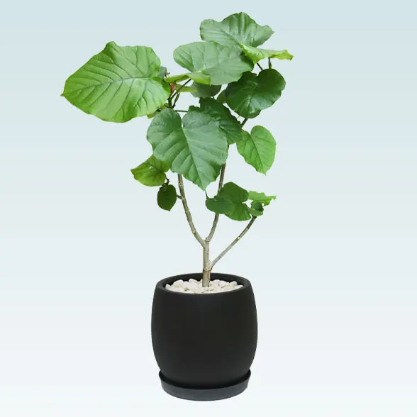 ウンベラータ(グラスファイバー製鉢植込み、バルーン型)30