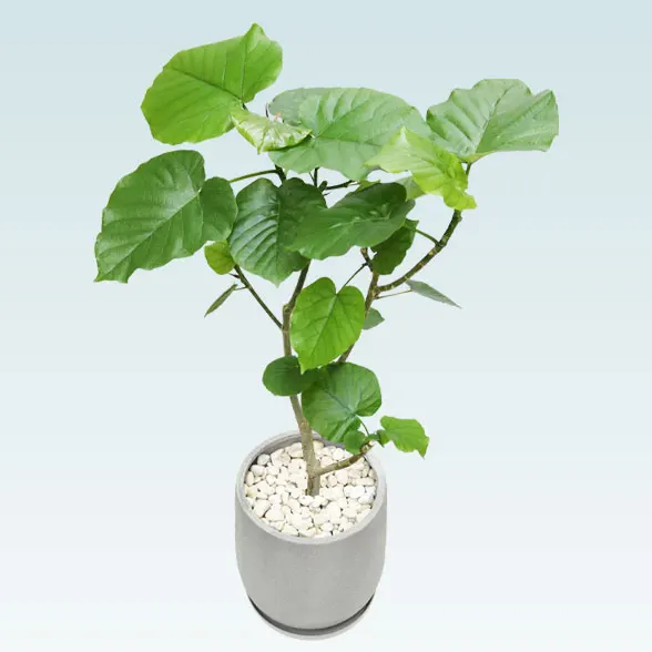 ウンベラータ(グラスファイバー製鉢植込み、チューリップ型)6