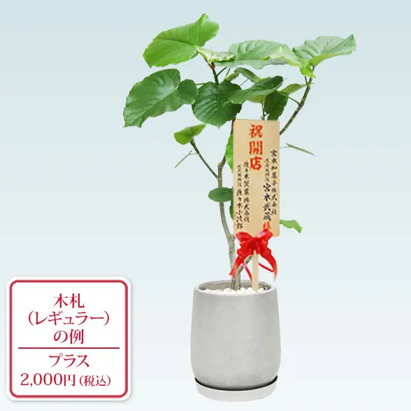 ウンベラータ(グラスファイバー製鉢植込み、チューリップ型)9