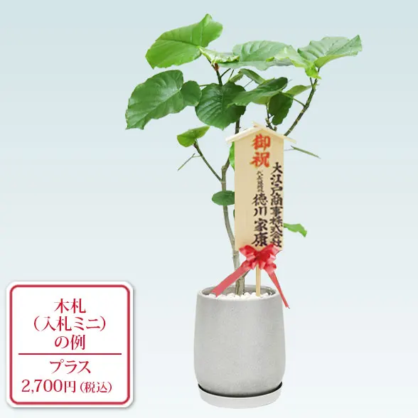 ウンベラータ(グラスファイバー製鉢植込み、チューリップ型)10