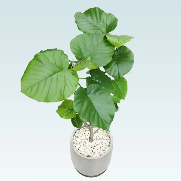 ウンベラータ(グラスファイバー製鉢植込み、チューリップ型)18