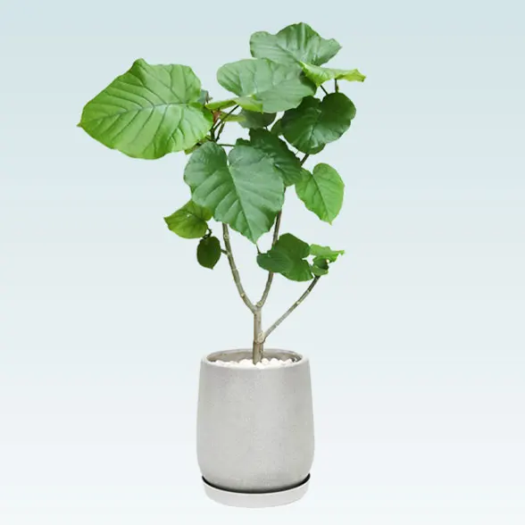 ウンベラータ(グラスファイバー製鉢植込み、チューリップ型)30