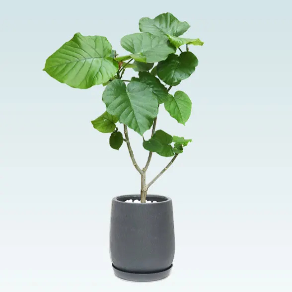 ウンベラータ(グラスファイバー製鉢植込み、チューリップ型)30