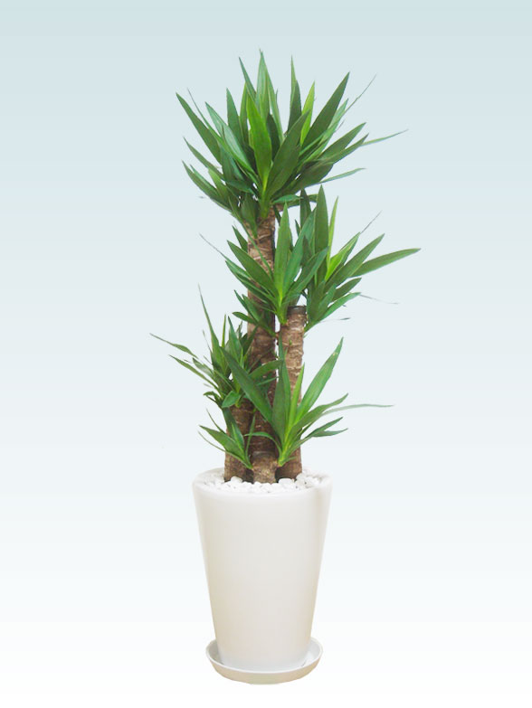 ユッカの育て方 観葉植物の通販 販売のオアシス