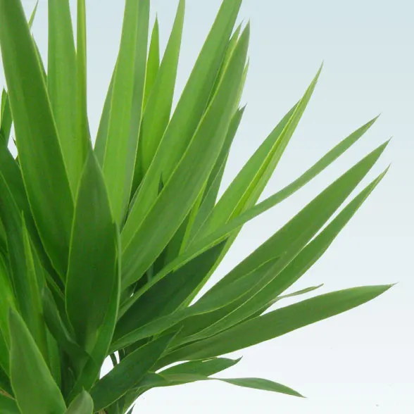 ユッカ(籐かご付、ダークブラウン色)　Lサイズ３