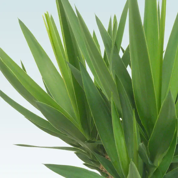 ユッカ(籐かご付、ダークブラウン色)　Lサイズ５