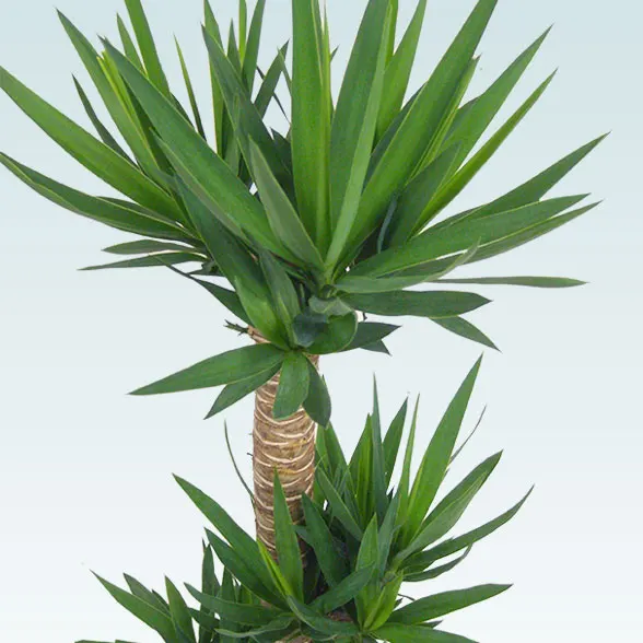 ユッカ(籐かご付、ダークブラウン色)　Lサイズ６