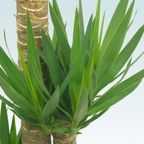 ユッカ(籐かご付、ダークブラウン色)　Lサイズ８