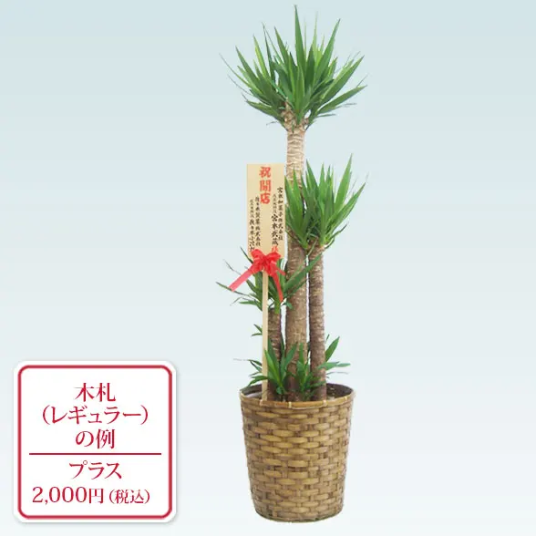 ユッカ(籐かご付、ダークブラウン色)　Lサイズ９