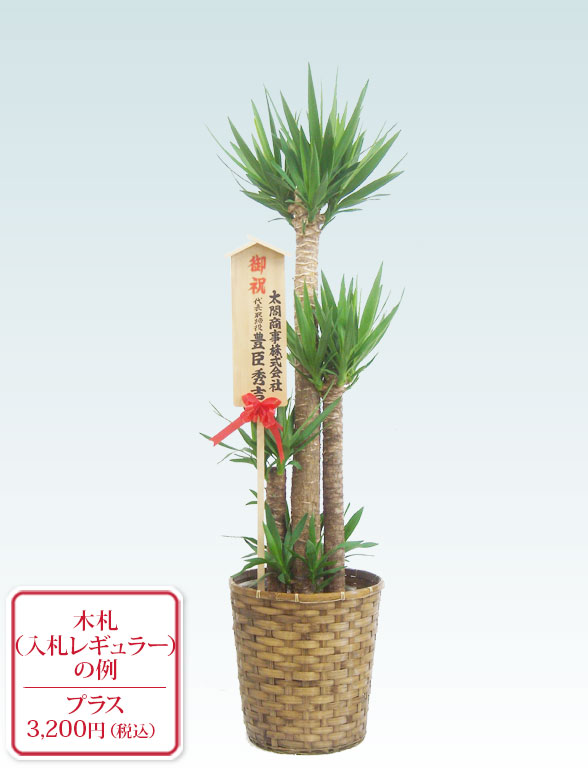 ユッカ 籐かご付 ダークブラウン色 Lサイズ 観葉植物の販売 通販の観葉植物のオアシス ユッカ 籐かご付 ダークブラウン色 Lサイズ 観葉植物の販売 通販の観葉植物のオアシス