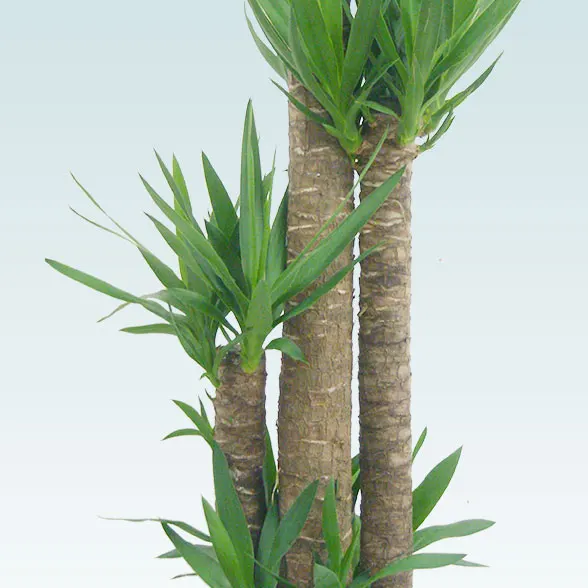 ユッカ(籐かご付、ダークブラウン色)　Lサイズ１１