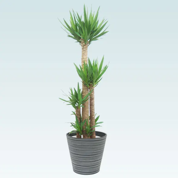 ユッカ(エコフレンドリーポット付) Lサイズ/観葉植物の販売、通販の