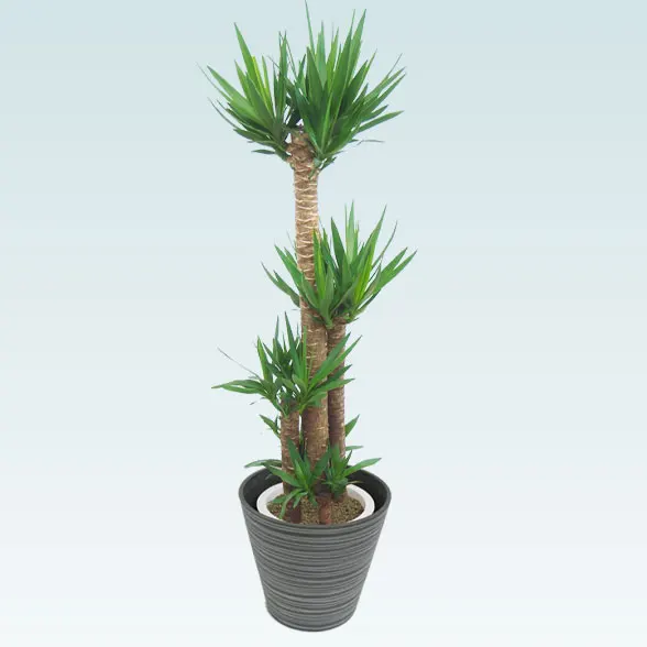 ユッカの木 約3メートル超え 観葉植物 ユッカの木 約3メートル超え 観葉植物