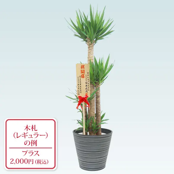ユッカの木 約3メートル超え 観葉植物 ユッカの木 約3メートル超え 観葉植物