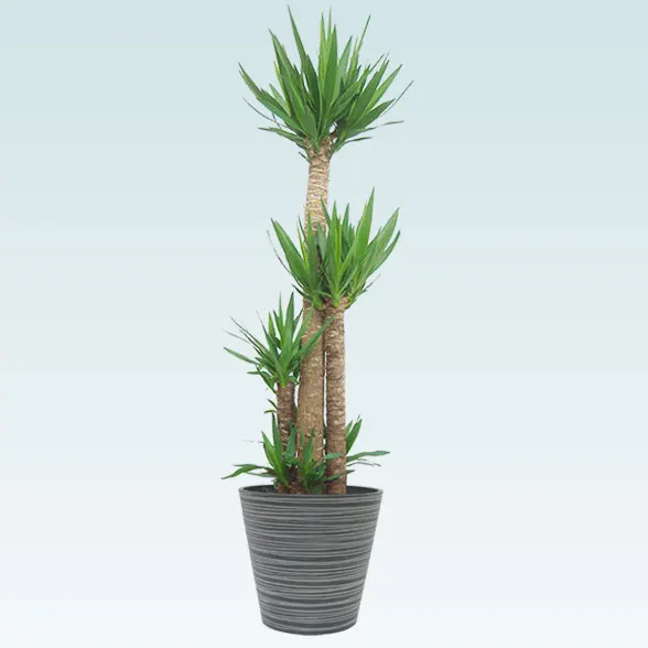 ユッカ(エコフレンドリーポット付)　Lサイズ１２