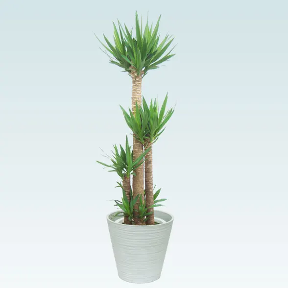 ユッカ 観葉植物 ユッカ(エコフレンドリーポット付) Lサイズ/観葉植物の販売