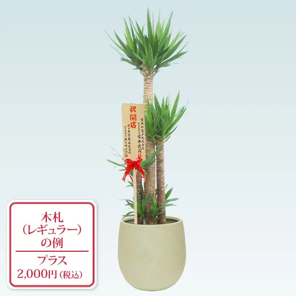 ユッカ(バルーン型、グラスファイバー製鉢カバー付)　Lサイズ9