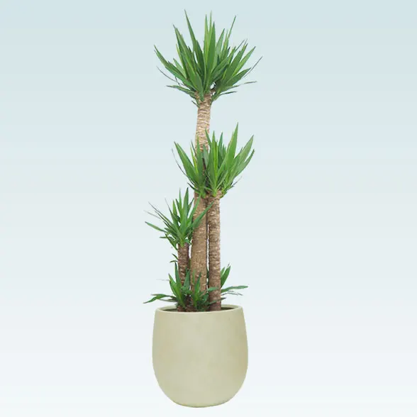 ユッカ(バルーン型、グラスファイバー製鉢カバー付)　Lサイズ12