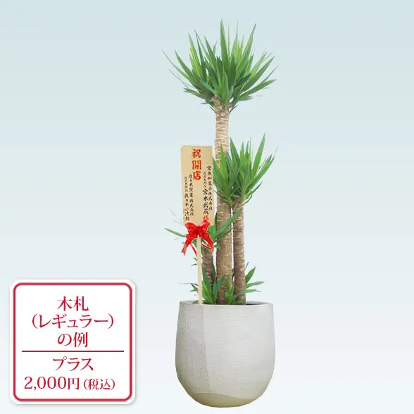 ユッカ(ラグジュアリー型、グラスファイバー製鉢カバー付)　Lサイズ　レギュラー札付き