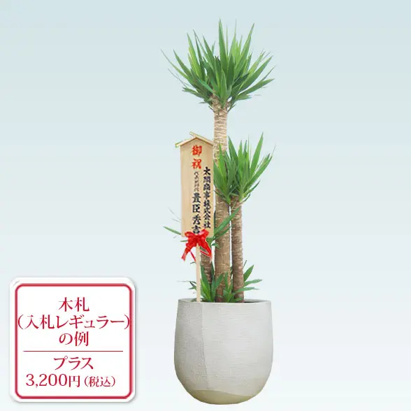 ユッカ(ラグジュアリー型、グラスファイバー製鉢カバー付)　Lサイズ　入札付き