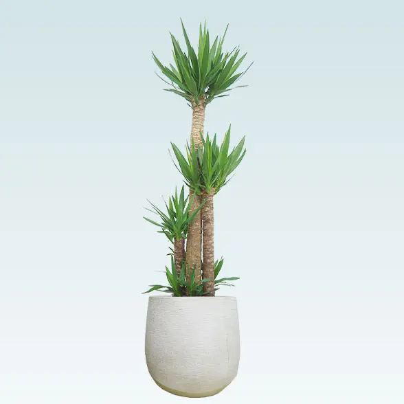 ユッカ(ラグジュアリー型、グラスファイバー製鉢カバー付)　Lサイズ　よこから