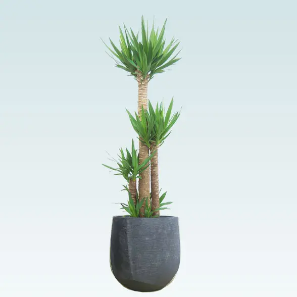 ユッカ(ラグジュアリー型、グラスファイバー製鉢カバー付)　Lサイズ　ブラック