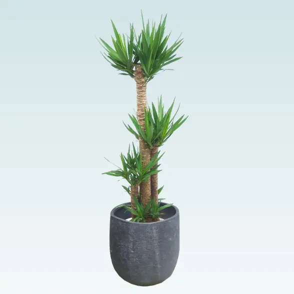 ユッカ(ラグジュアリー型、グラスファイバー製鉢カバー付)　Lサイズ　斜め上から　ブラック