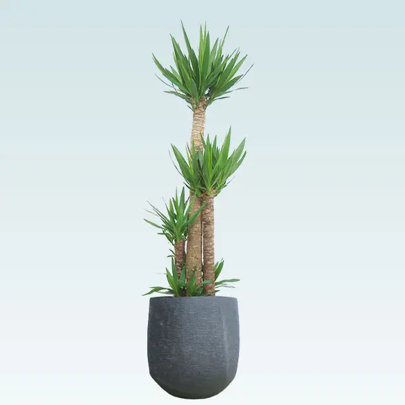 ユッカ(ラグジュアリー型、グラスファイバー製鉢カバー付)　Lサイズ　よこから　ブラック